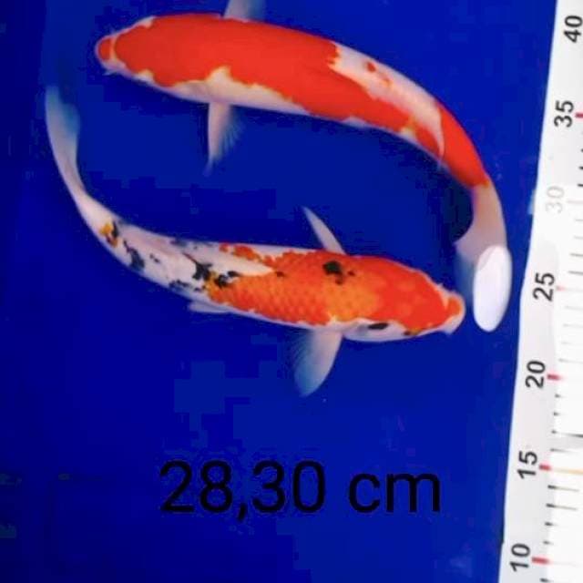 Mix kohaku sanke