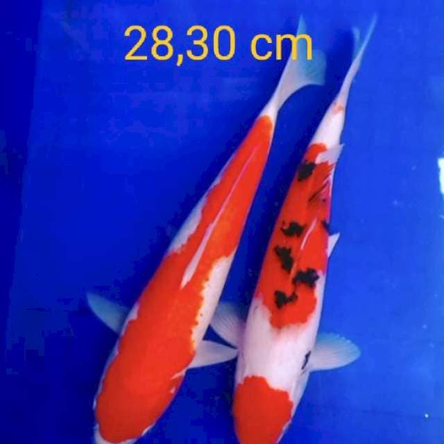 Mix kohaku sanke