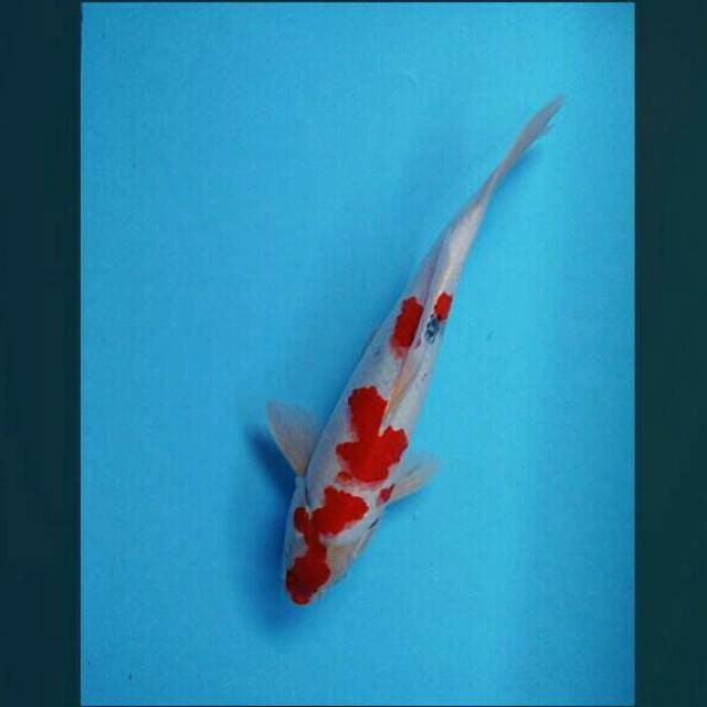 Sanke 31cm male