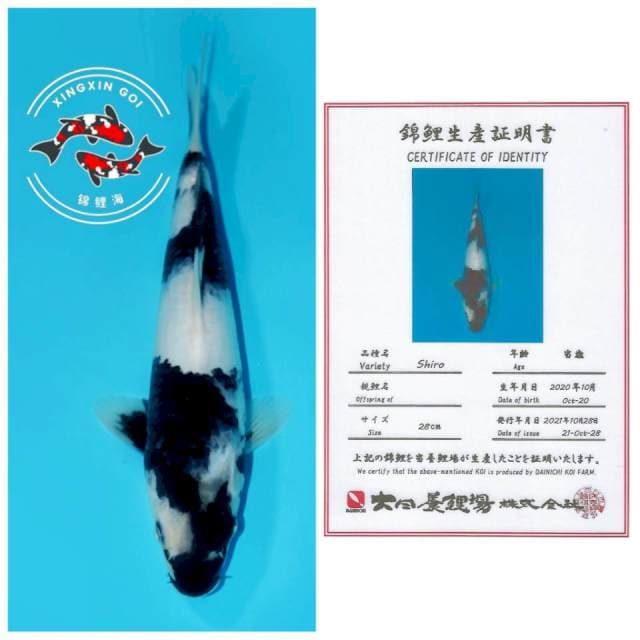 SHIRO DAINICHI 28cm 