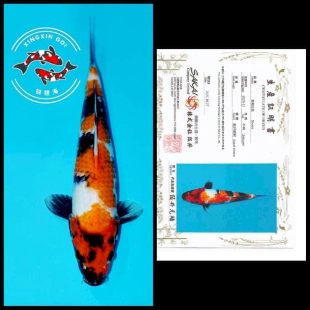 SHOWA SAKAI 36CM