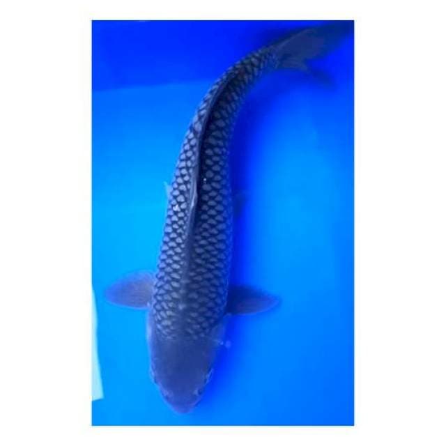 SORAGOI 34 Cm, JANTAN