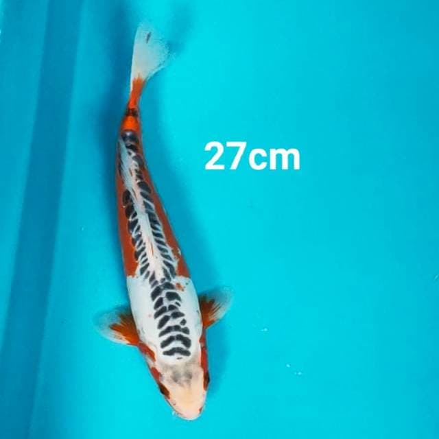 Hana shusui 27cm male