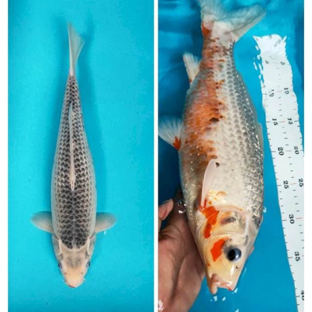 Asagi 37cm