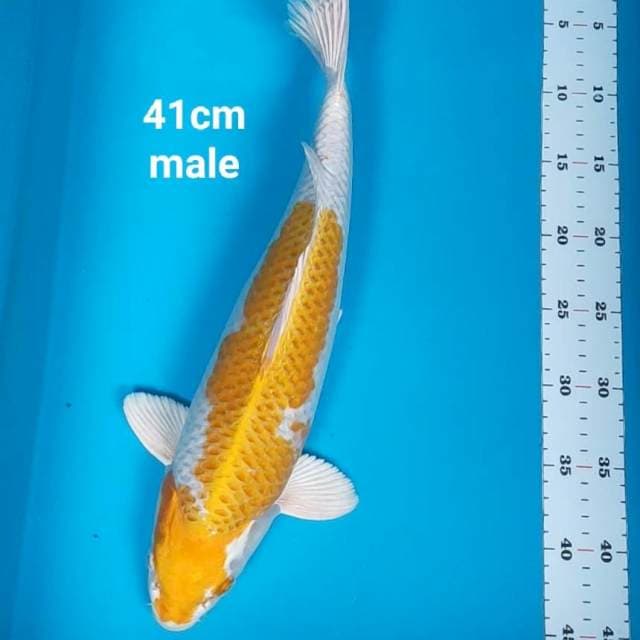 Hariwake jos 41cm male body jumbo