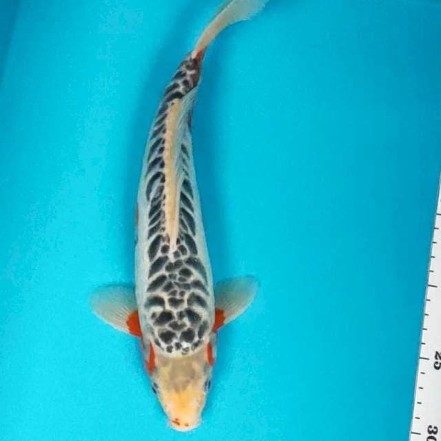 Hana shusui antik 31cm male