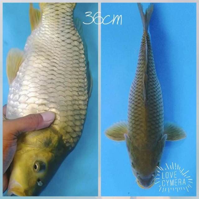 Cagoi midory 36cm munuk