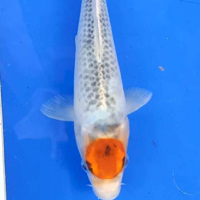 Tanco kujaku 25CM