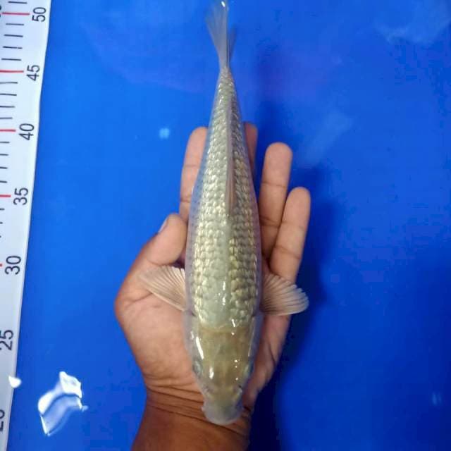 Soragoi gindrin 25 cm