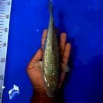 Soragoi gindrin 25 cm