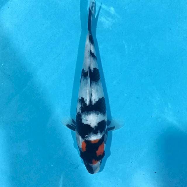 Tancho Showa 22 Cm
