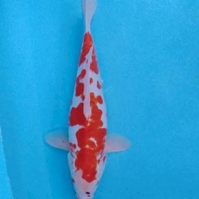 Kohaku doid=M34