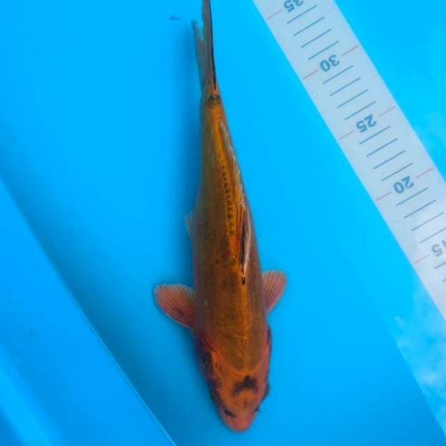 kawarimono 28cm