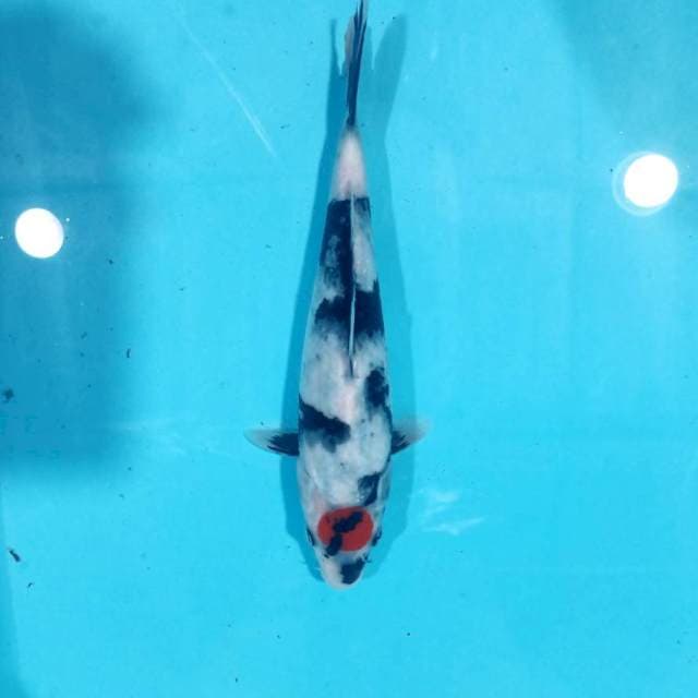 Tancho Showa 25 Cm