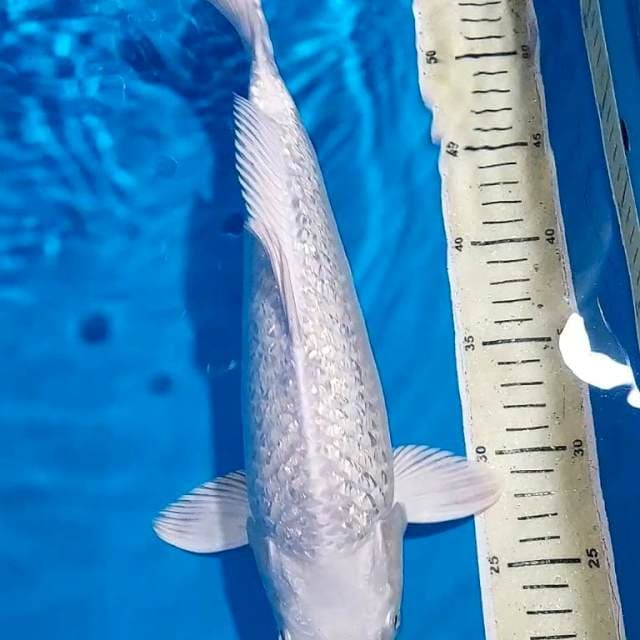 PLATINUM FULL GINDRIN BERPUNUK 36 CM
