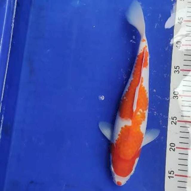 Kohaku