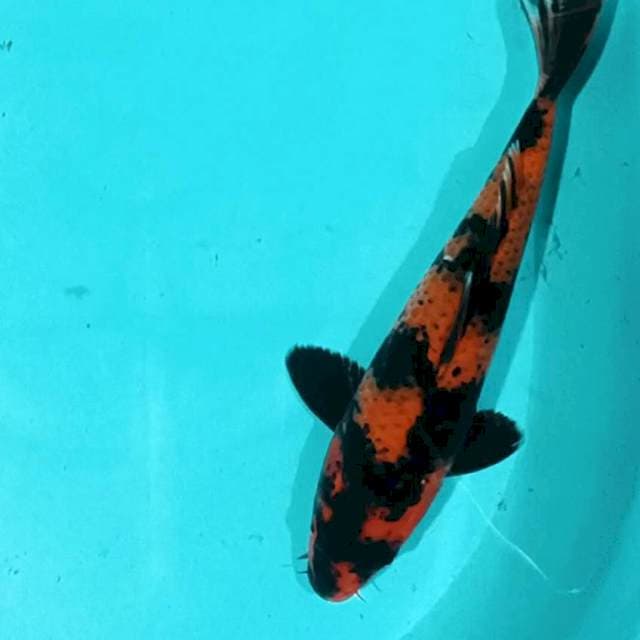 Hi Utsuri 29 Cm