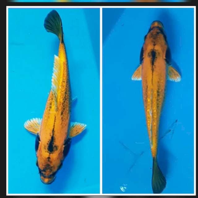 Kabuto banana pisang ambon langka