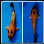 Kabuto banana pisang ambon langka