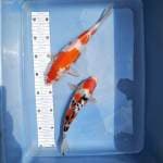 Kohaku 25cm sanke 23cm