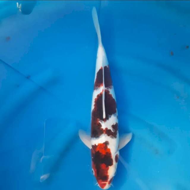 Goromo 37 cm (1 ekor)