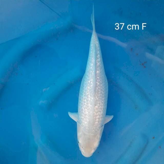 Soragoi ginrin 37 cm
