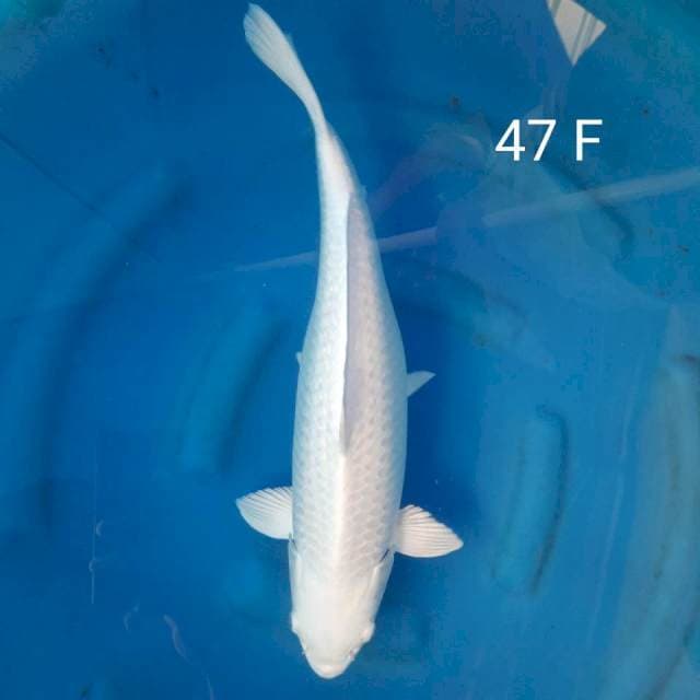 Jumbo platinum 47 cm