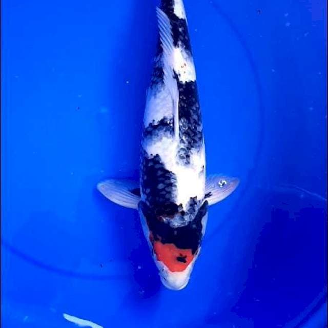 Tancho Showa 40Cm