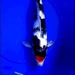 Tancho Showa 40Cm
