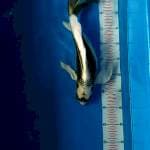 Kumpay 37 cm