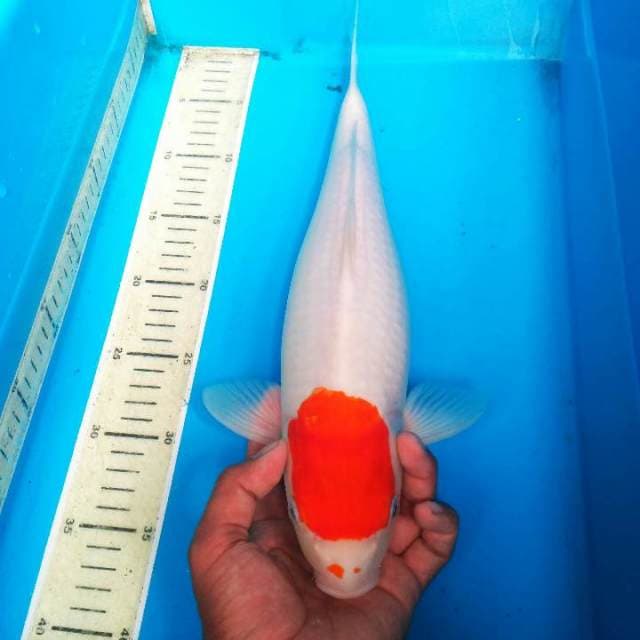 40 cm - TANCHO ORIGINAL 