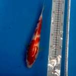Kohaku