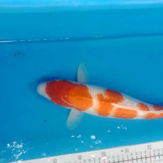 Kohaku Ginrin