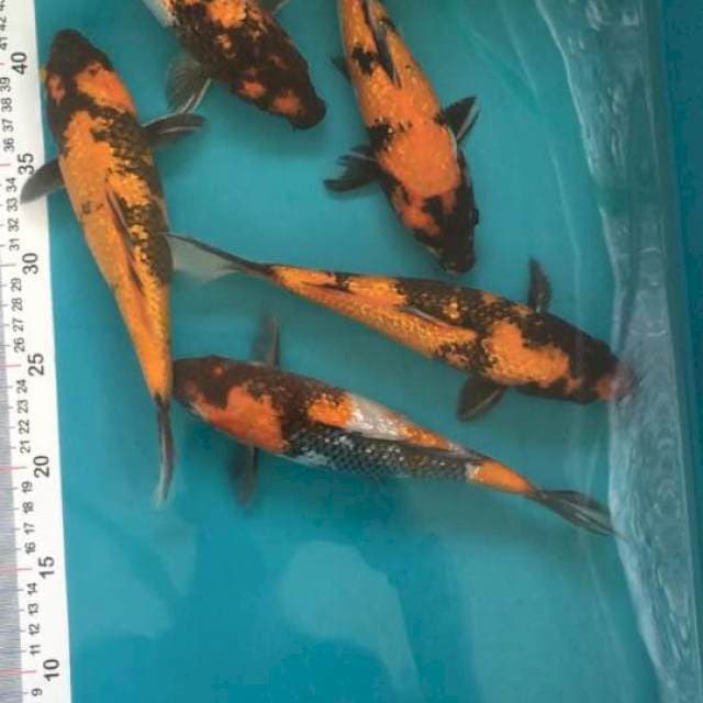 Showa Utsuri 23-24cm 5ekor