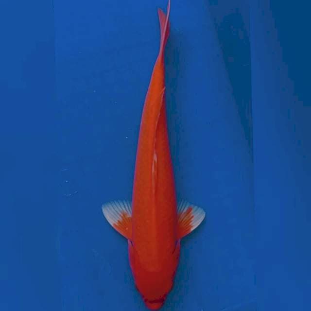 Aka Hajiro Strong 30cm Jantan