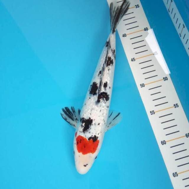 Tancho sanke 30cm