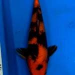 Hiutsuri serti FnF 31cm