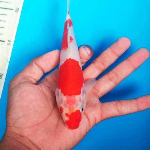 Baby - kohaku beni strong