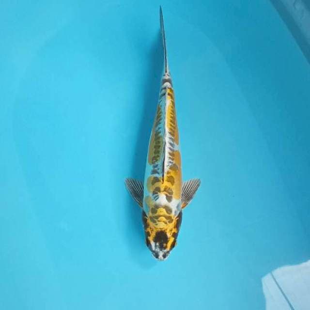 Kikokuryu Male 33cm