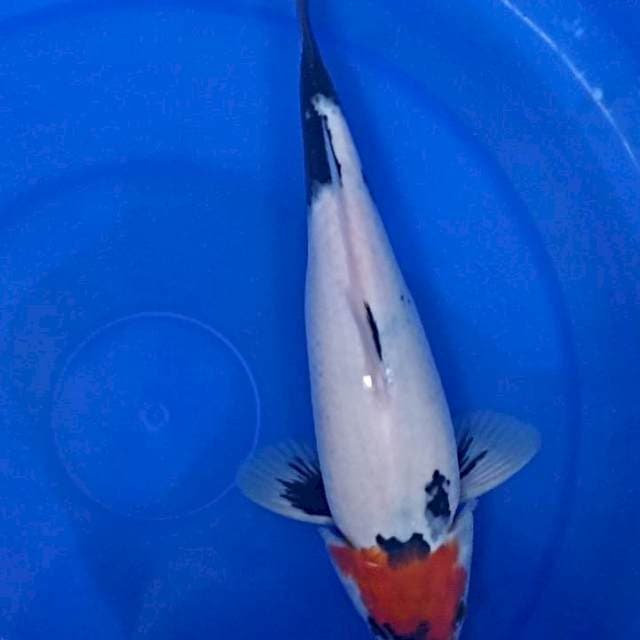 Tancho showa 28 cm