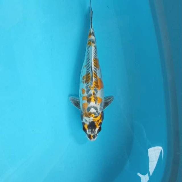 Kikokuryu Female 32cm