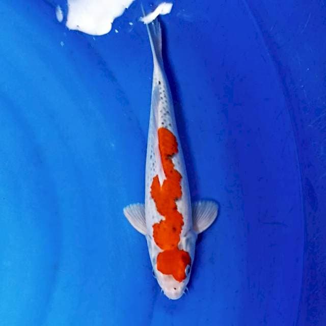 Gosiki 29 cm