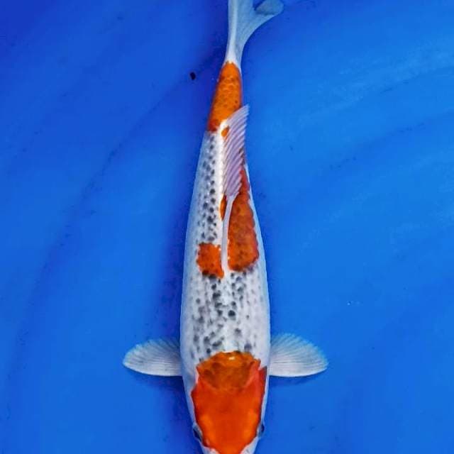 GOSIKI 30 CM