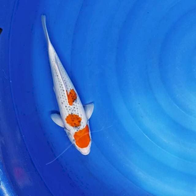 31 cm gosiki