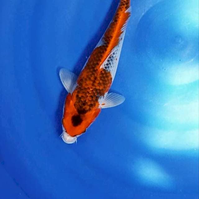 30 cm gosiki