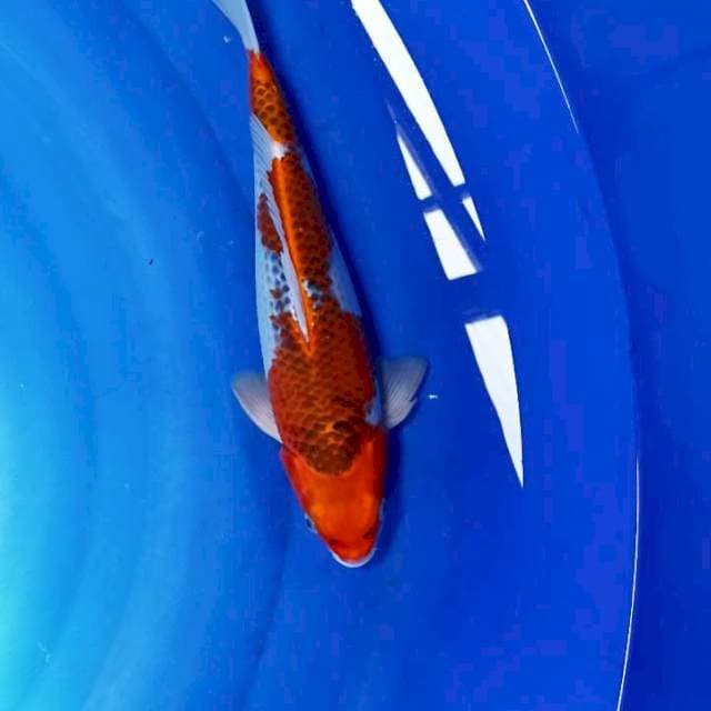 Gosiki 32 cm