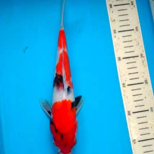 showa 28 cm