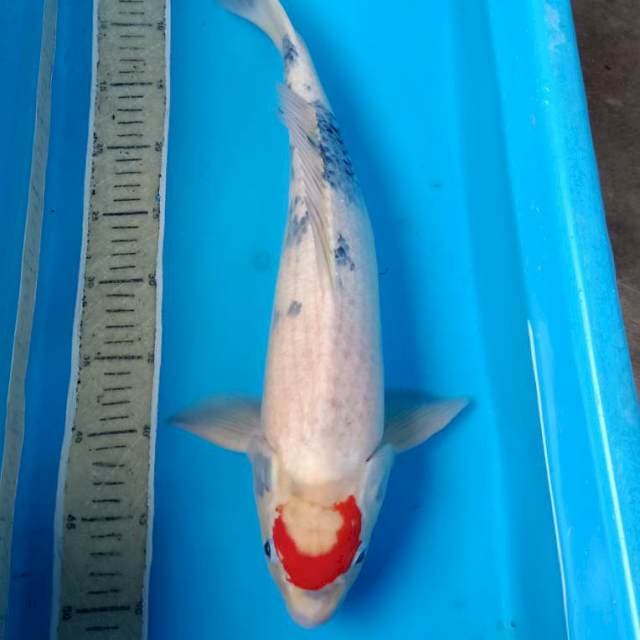 Tancho bulan sabit 48cm