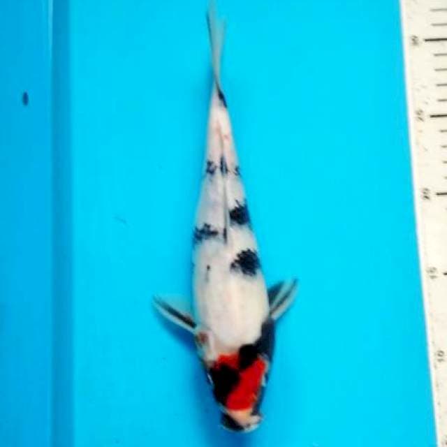 tancho 27 cm