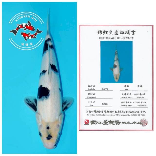 SHIRO DAINICHI 33cm